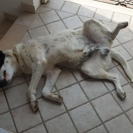 A Casa Di Asja 招待所